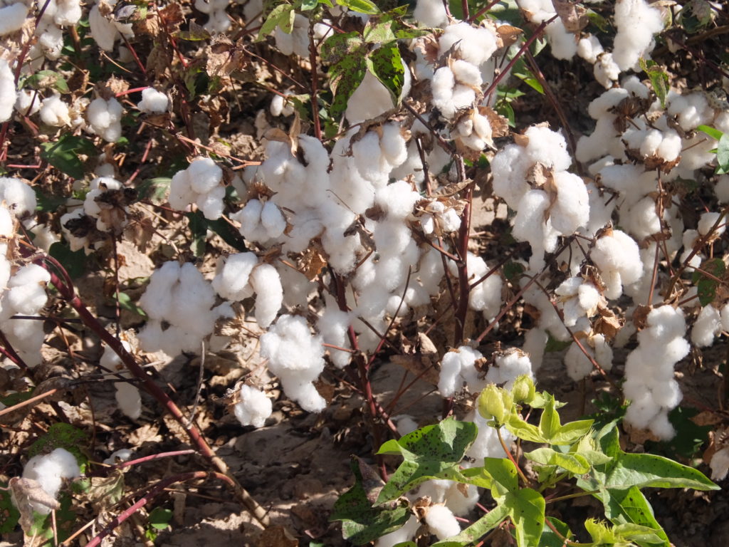 Cotton balls ready to be harvested.