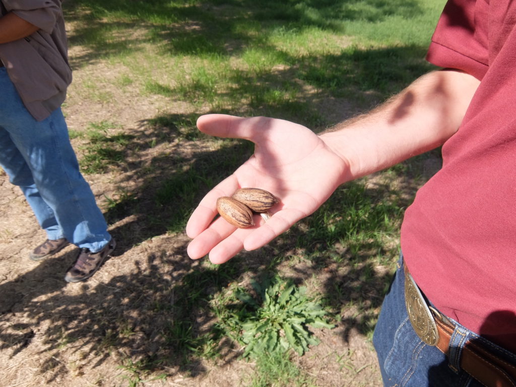 Hand holding fresh pecans still in their shells.