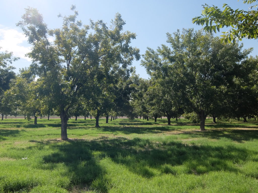 Pecan trees growing in an orchard.