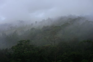 Dark foggy tropical forest on mountainside