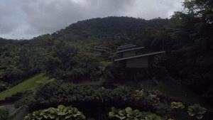 Animation of rainforest views from a drone