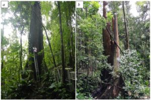 Before and after of tree death in rainforest.